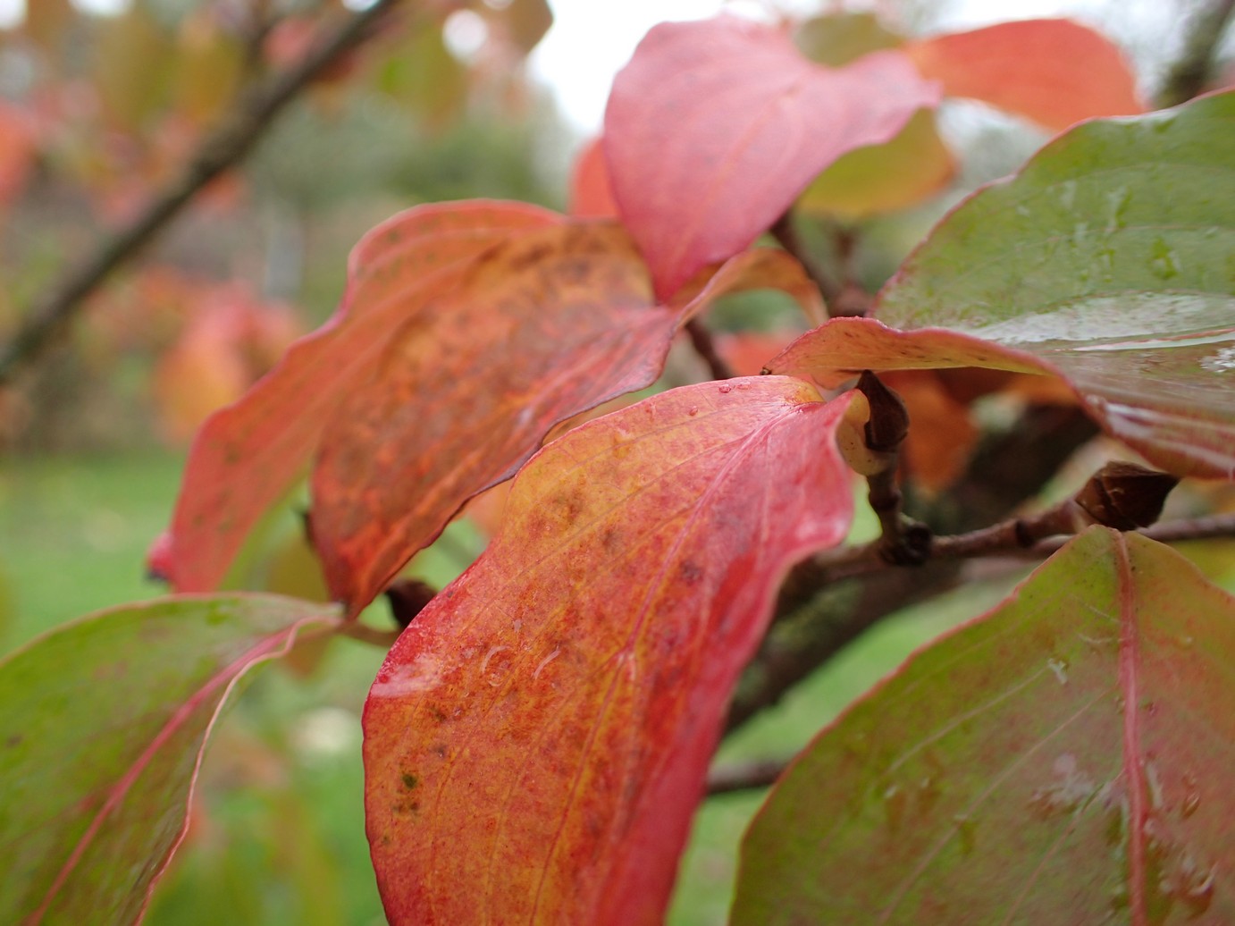 Cornus kousa 'Wieting's Select'