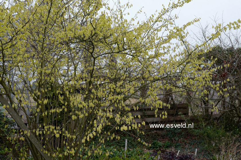 Corylopsis sinensis