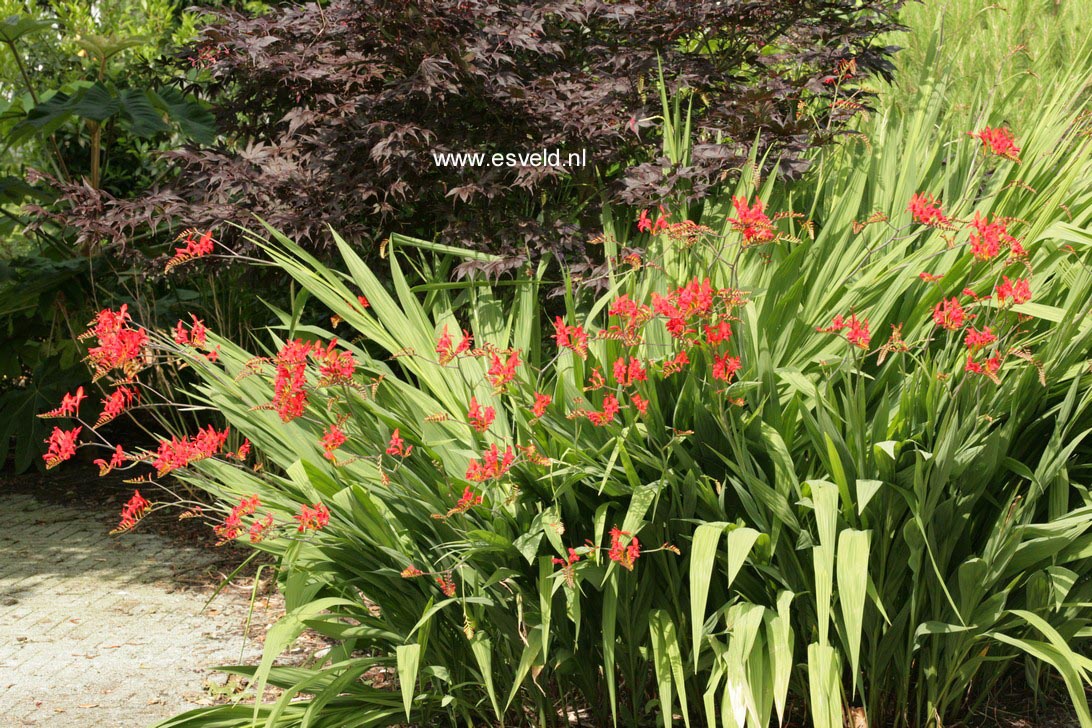 Crocosmia 'Lucifer'