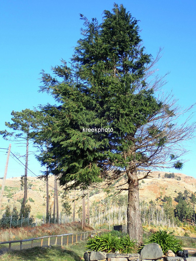 Cupressus macrocarpa