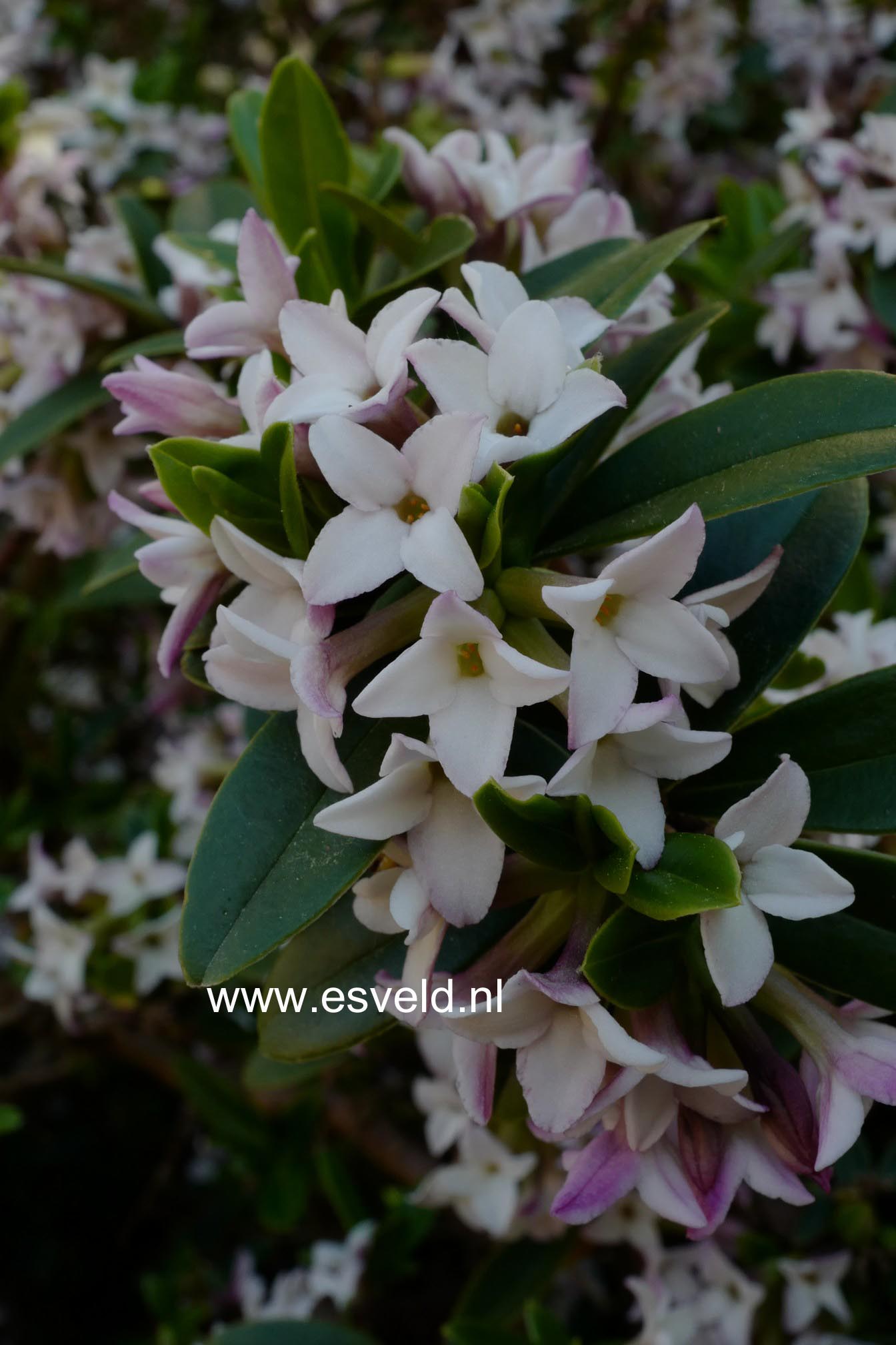 Daphne tangutica