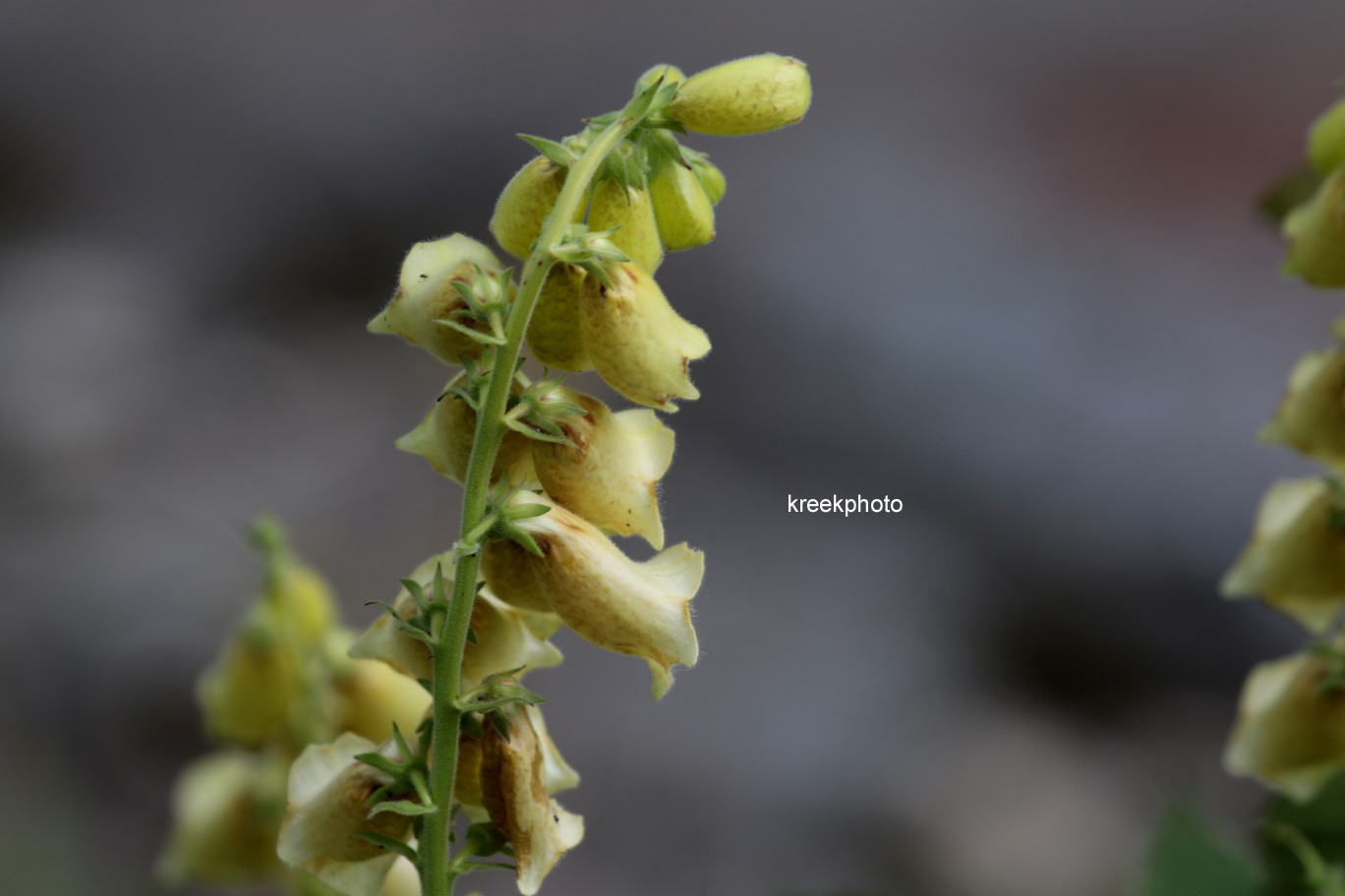 Digitalis grandiflora