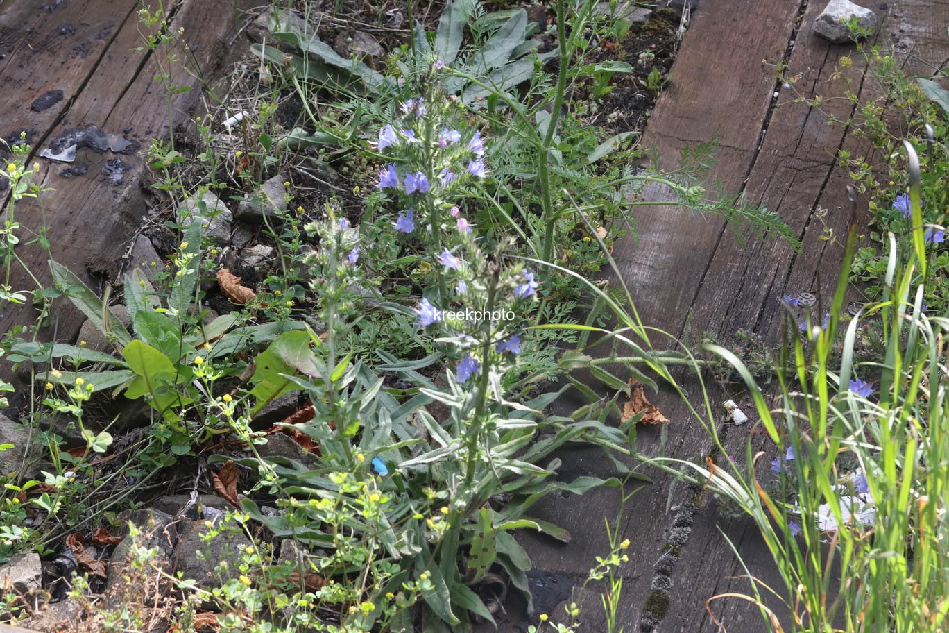 Echium vulgare