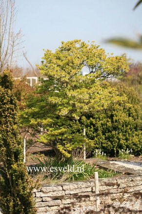 Enkianthus perulatus