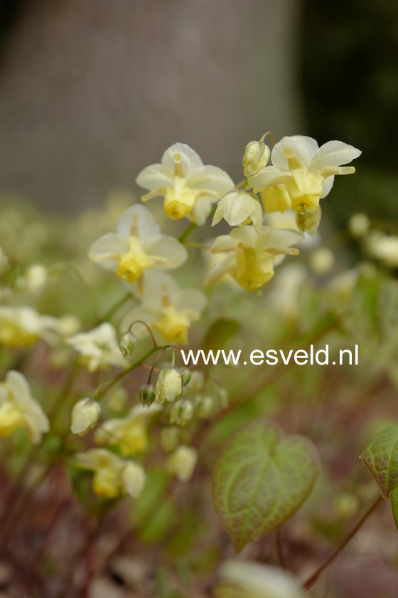 Epimedium versicolor 'Sulphureum'
