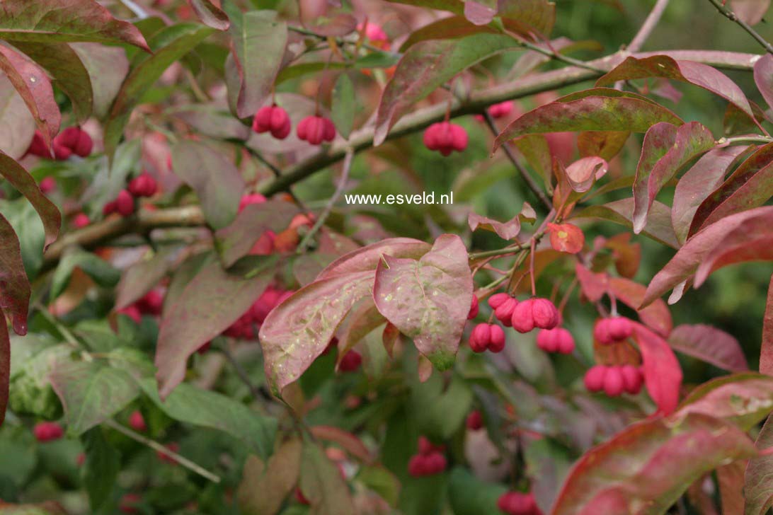 Euonymus europaeus 'Red Cascade'