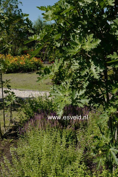 Ficus carica 'Icecrystal'