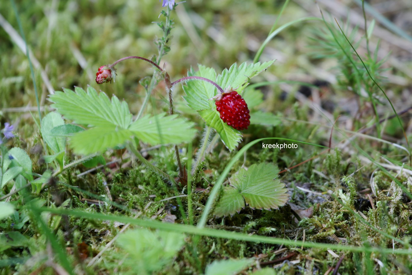 Fragaria vesca