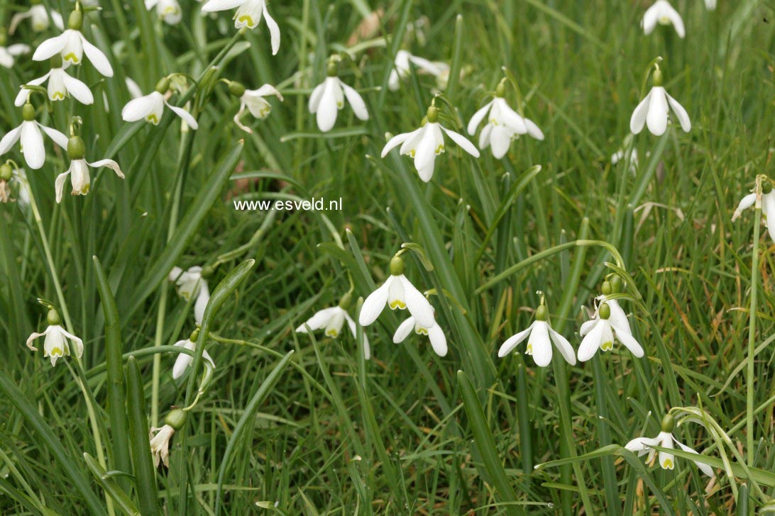 Galanthus nivalis
