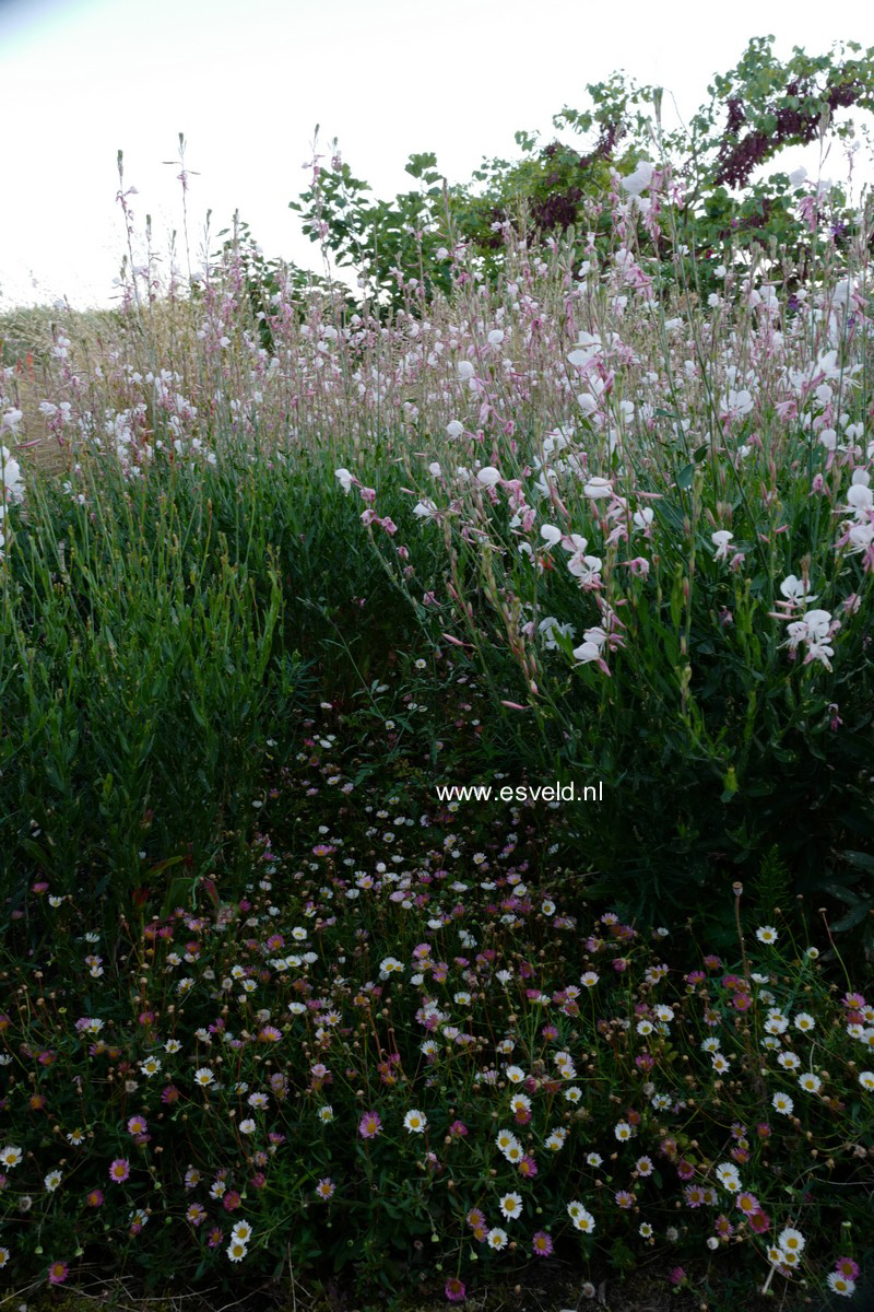 Gaura lindheimeri 'Whirling Butterflies'