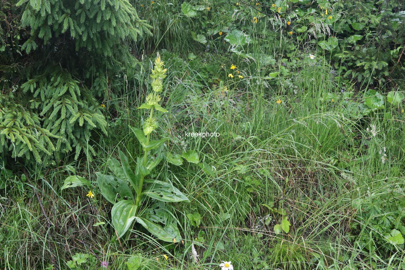 Gentiana lutea