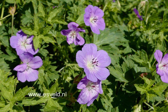 Geranium 'Rozanne'