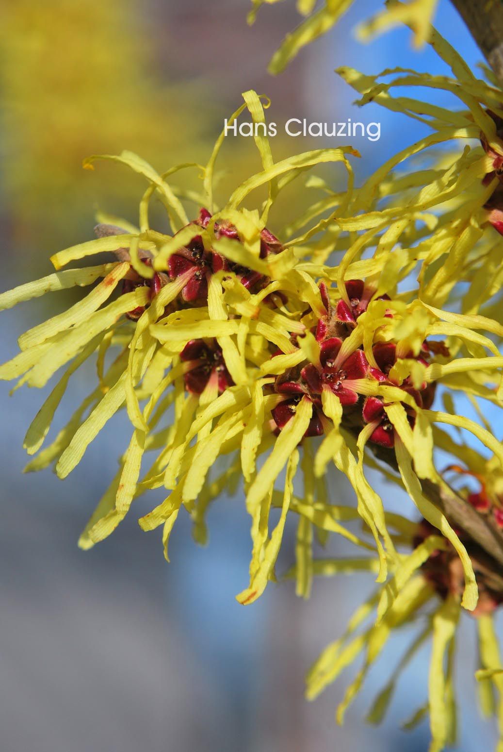 Hamamelis intermedia 'Sunburst'