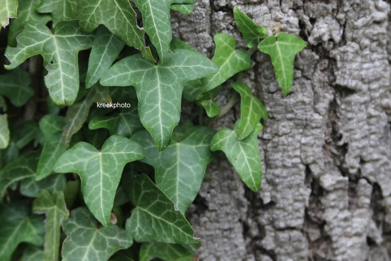 Hedera helix