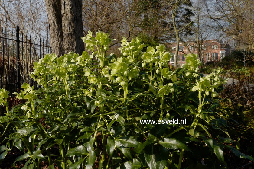 Helleborus argutifolius