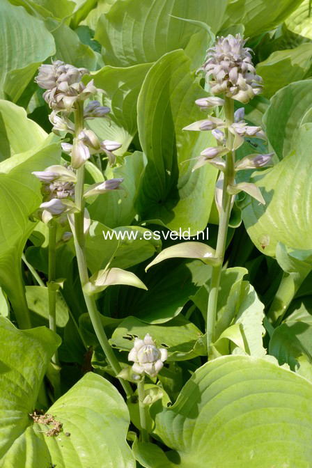 Hosta 'Sum and Substance'