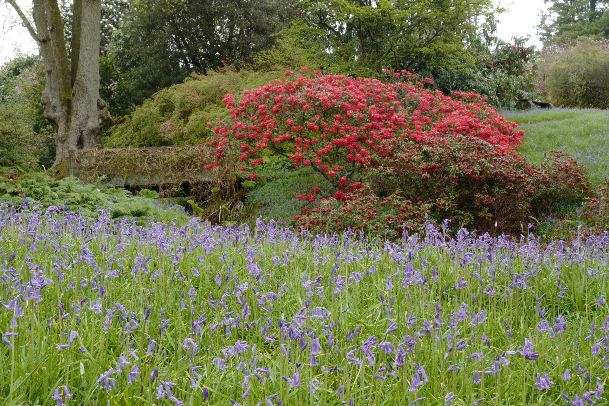 Hyacinthoides non-scripta