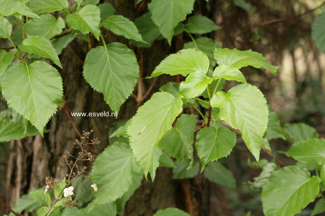 Hydrangea anomala quelpartii