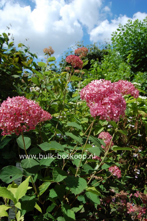 Hydrangea arborescens 'Ncha1' (INVINCIBELLE SPIRIT)