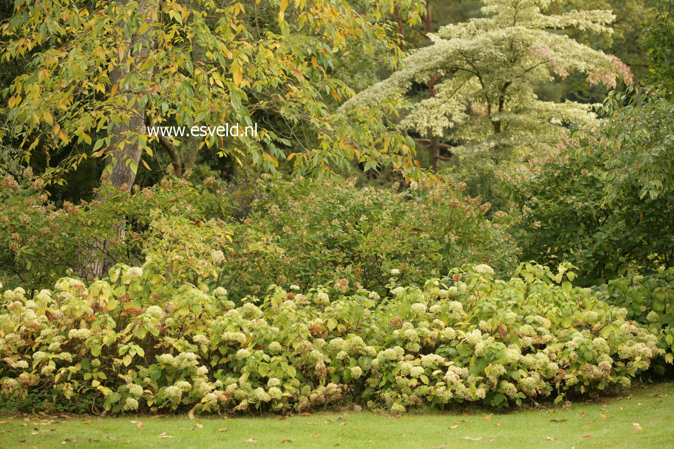 Hydrangea arborescens 'Sterilis'