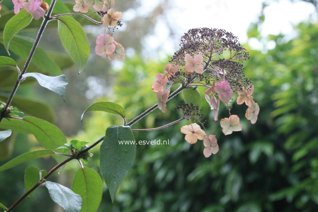 Hydrangea aspera strigosa