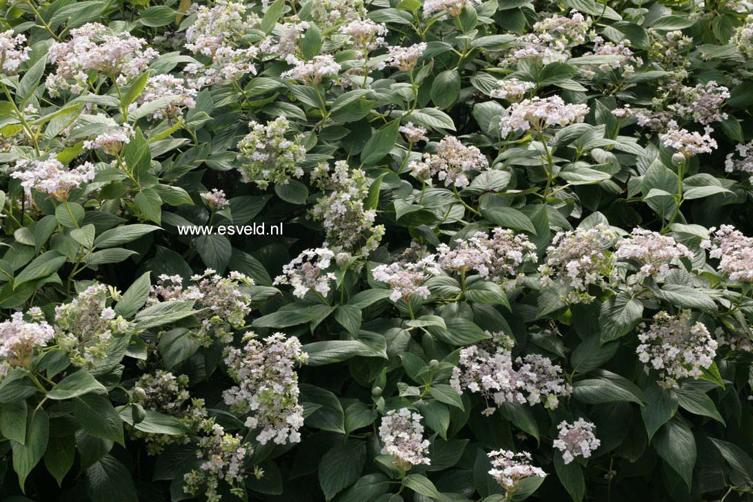 Hydrangea involucrata 'Tokado-yama'