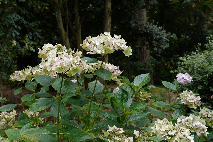 Hydrangea macrophylla 'Dr. Jean Varnier'