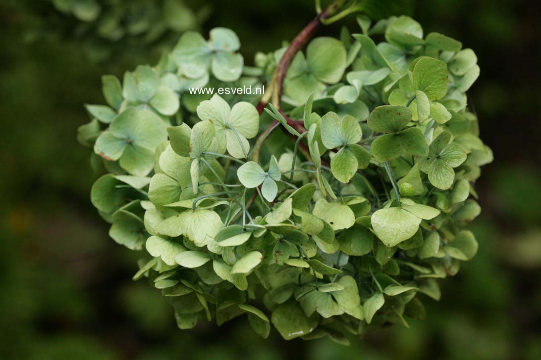 Hydrangea macrophylla 'Generale Vicomtesse de Vibraye'