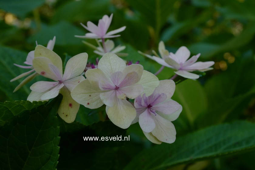 Hydrangea macrophylla 'Jogosaki'