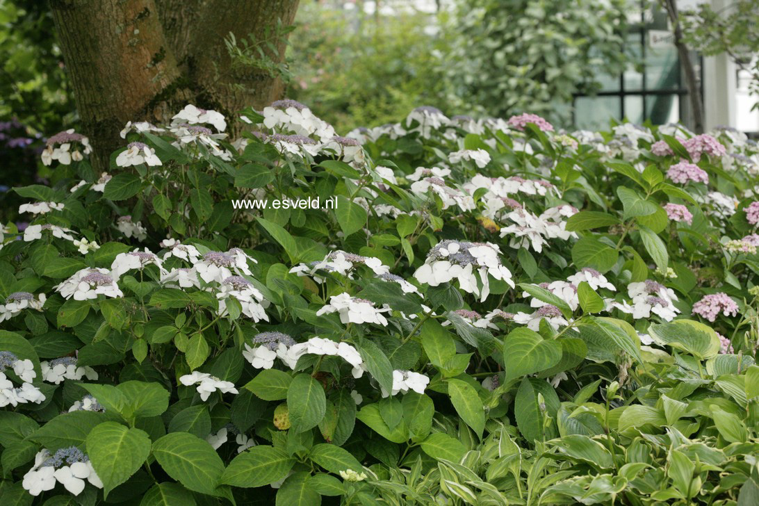 Hydrangea macrophylla 'Mariesii Grandiflora'