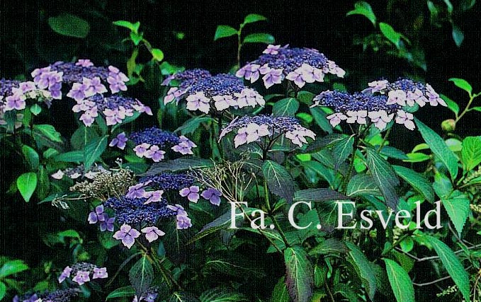 Hydrangea macrophylla 'Mariesii Lilacina'