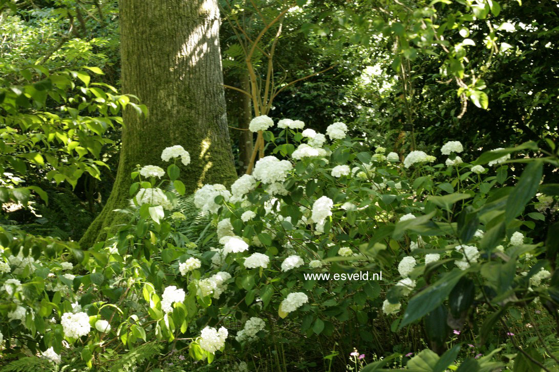 Hydrangea macrophylla 'Mme. E. Mouillere'