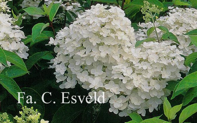 Hydrangea paniculata 'White Moth'