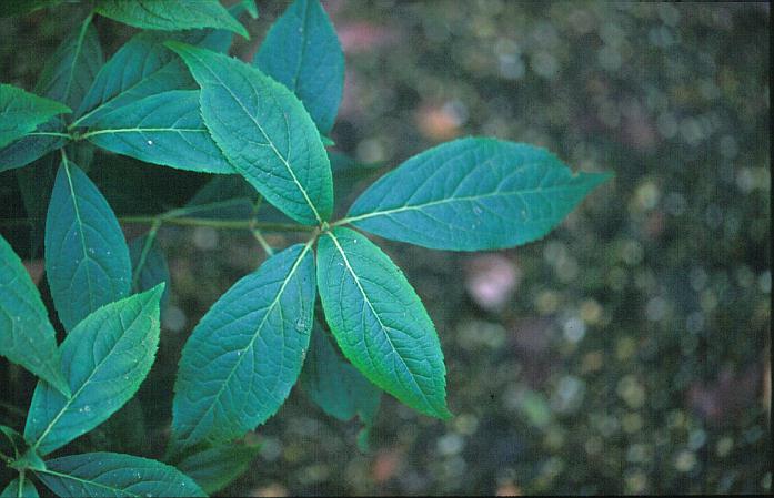 Hydrangea scandens macrosepala