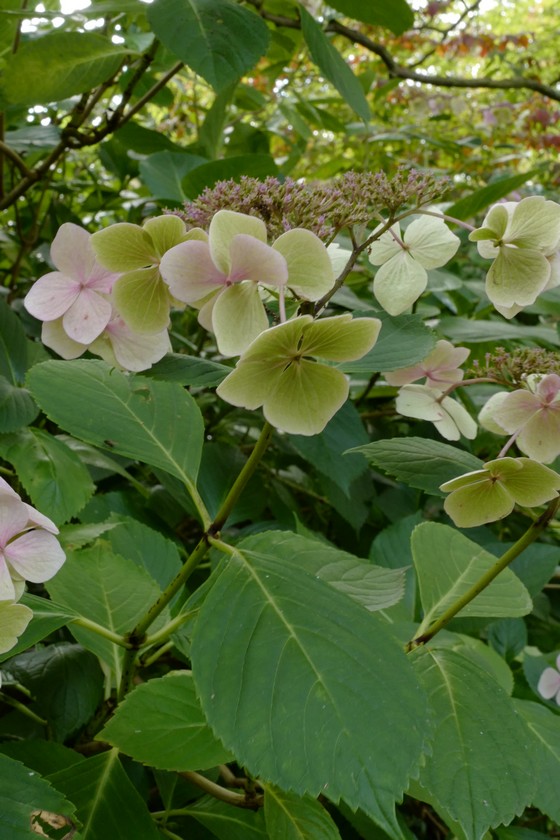 Hydrangea serrata 'Bluebird'