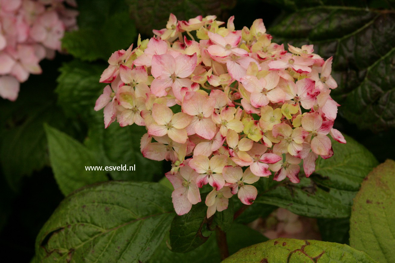 Hydrangea serrata 'Iyo-temari'