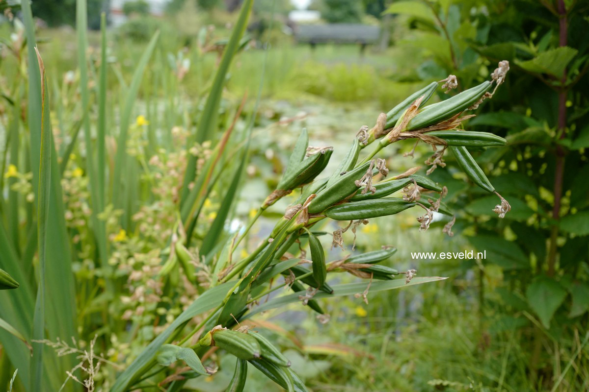 Iris pseudacorus