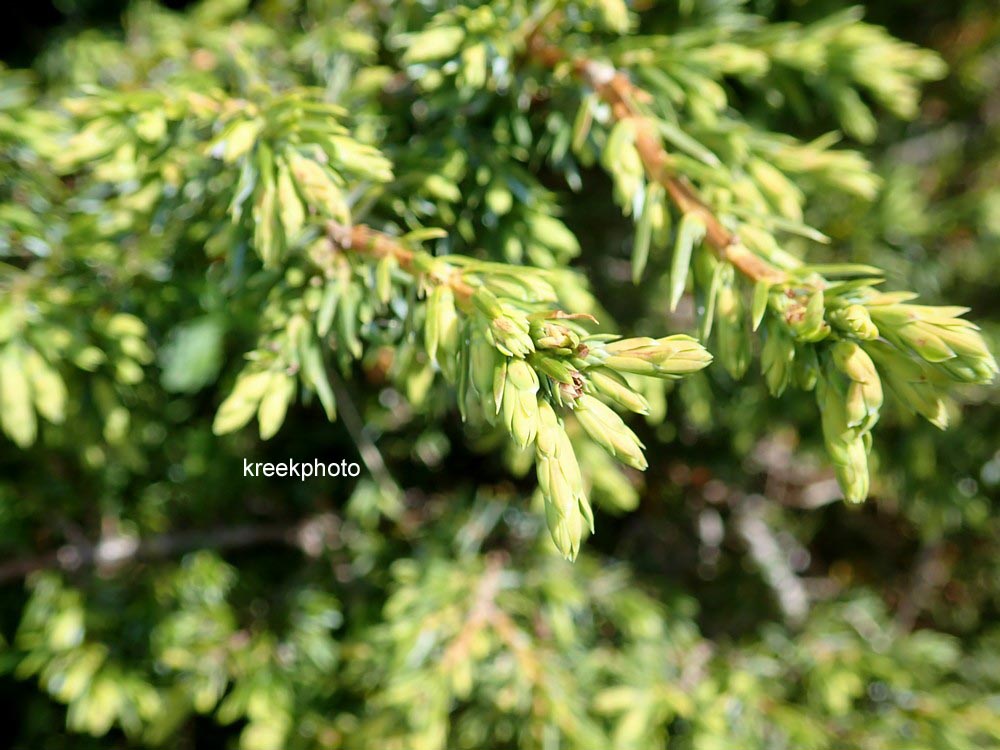 Juniperus communis