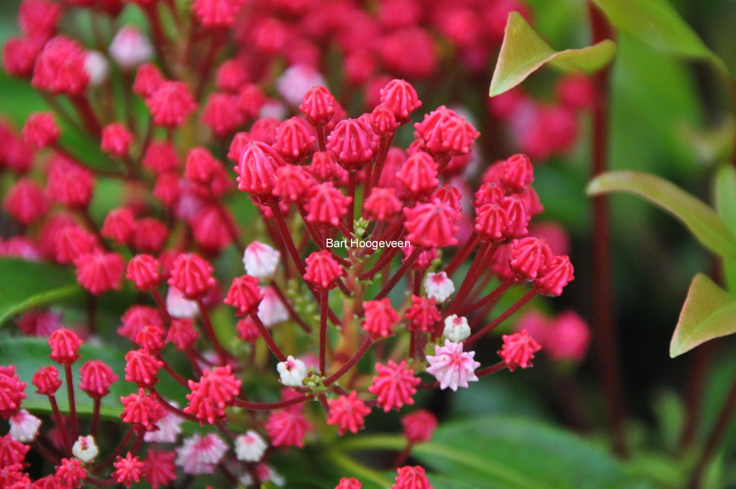 Kalmia latifolia 'Nancy'