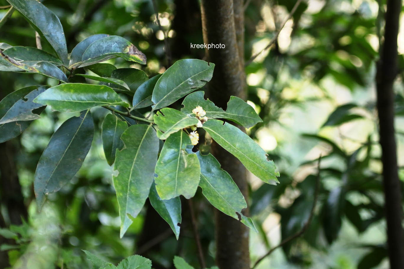Laurus novocanariensis