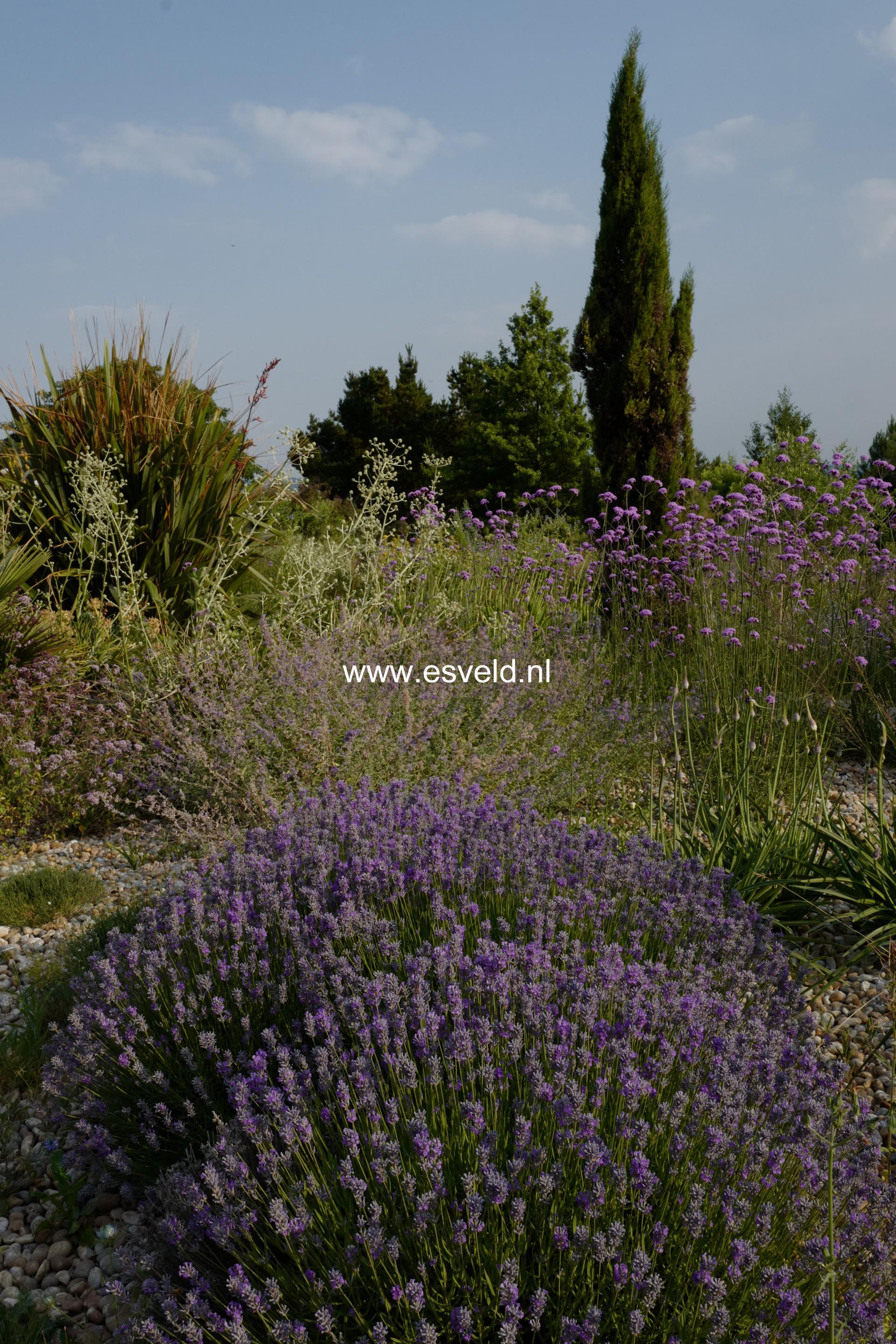Lavandula angustifolia