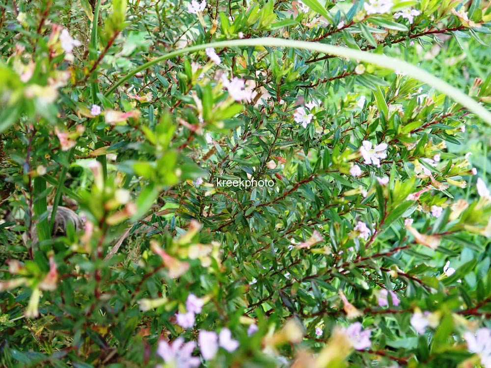 Leptospermum scoparium