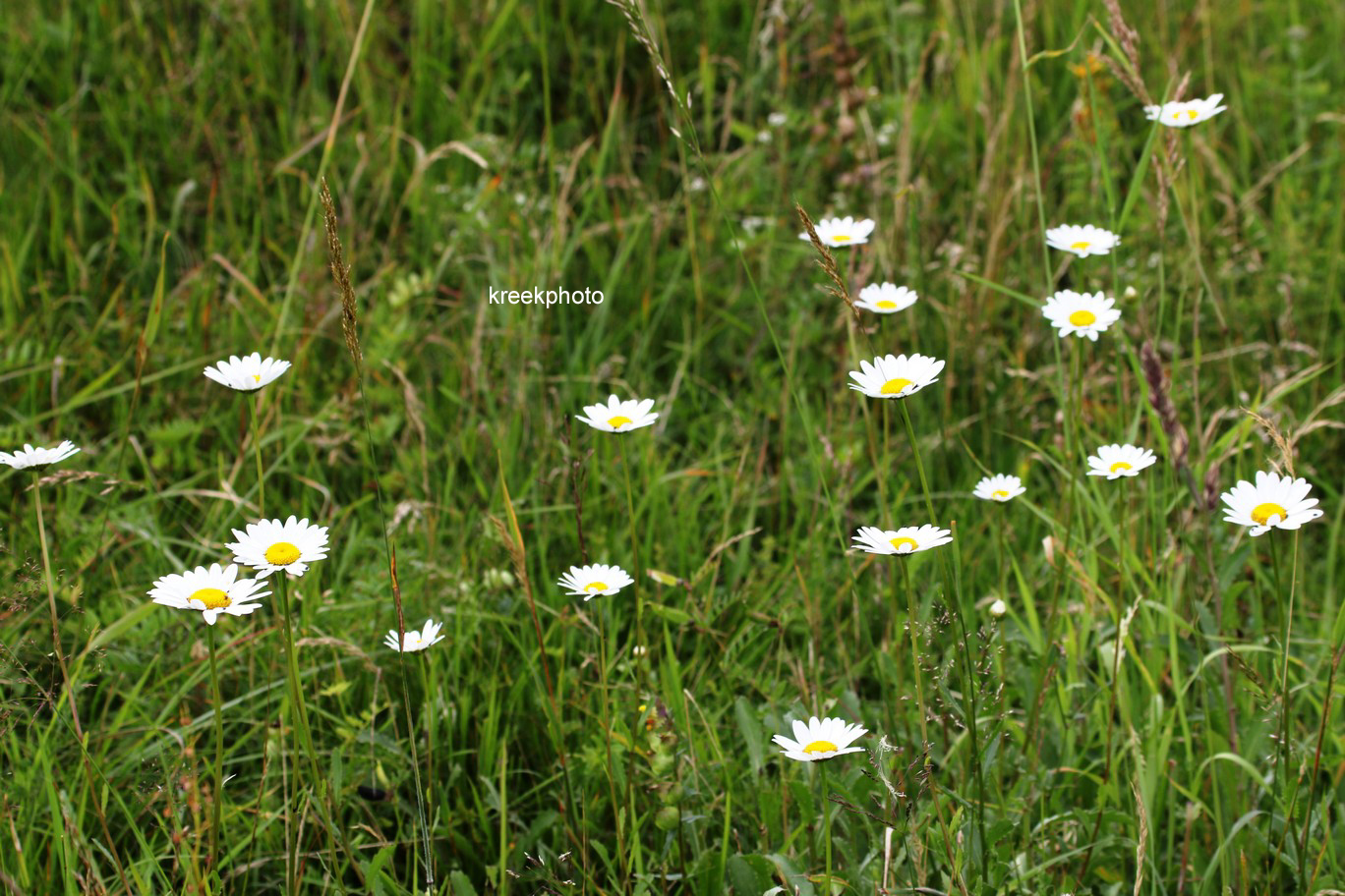 Leucanthemum vulgare