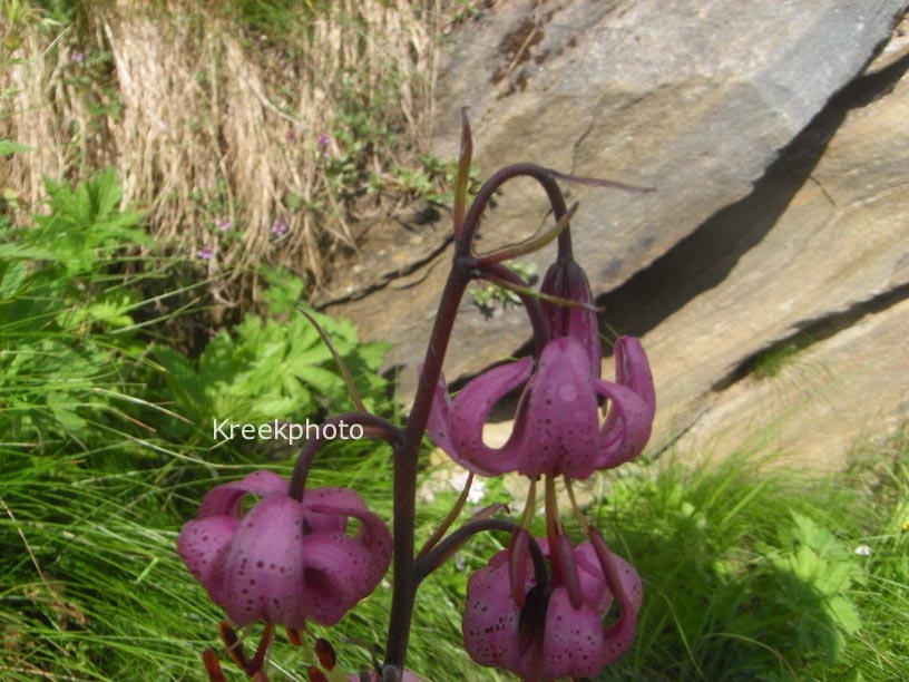 Lilium martagon