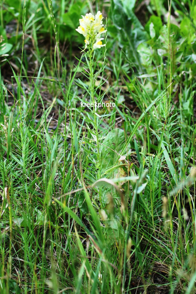 Linaria vulgaris