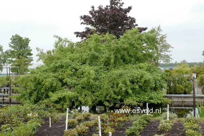 Liquidambar styraciflua 'Pendula'