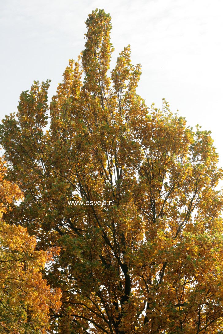 Liriodendron tulipifera 'Fastigiatum'