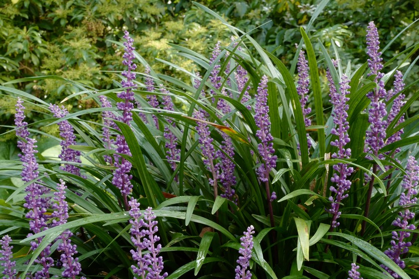 Liriope muscari