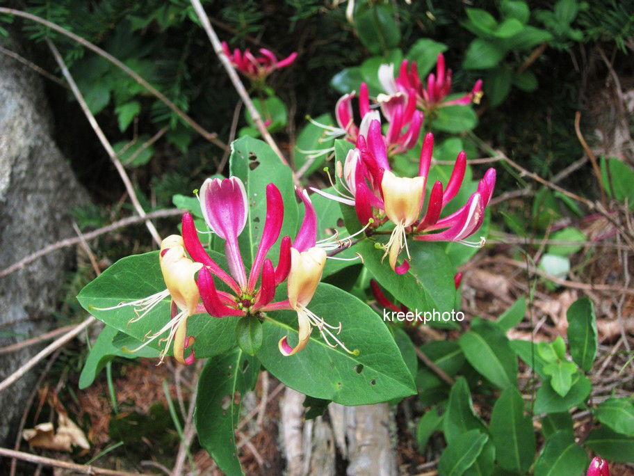 Lonicera periclymenum