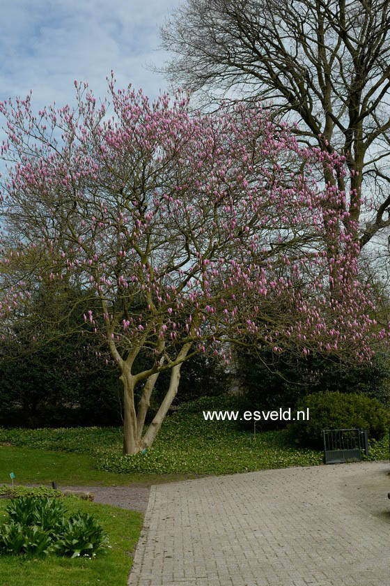 Magnolia 'Heaven Scent'